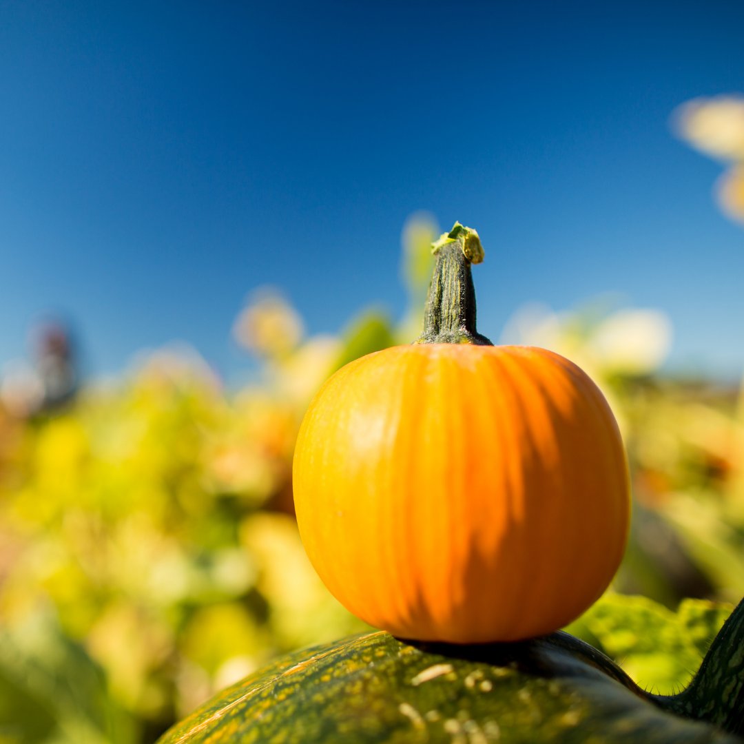 ChicagoLocalApt's tweet photo. It's Halloween weekend - one last chance for a pumpkin farm visit. Where is your favorite pumpkin farm? https://t.co/2NbZ4h6OUH