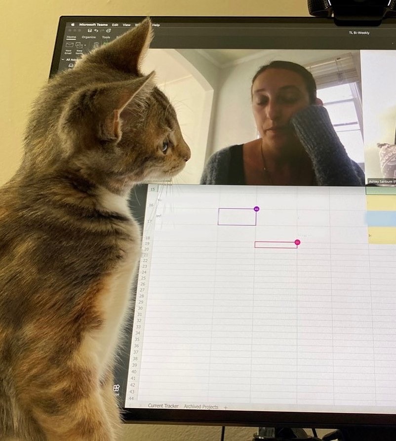 FleishmanTX's tweet photo. This could paw-ssibly be one of the best days of the year... Happy #NationalCatDay to a few of our favorite members of the FH Texas team! https://t.co/3DxJ3qD0sb