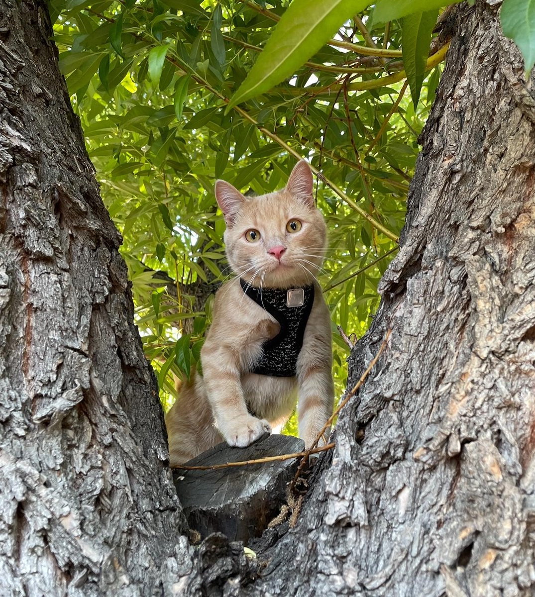 FleishmanTX's tweet photo. This could paw-ssibly be one of the best days of the year... Happy #NationalCatDay to a few of our favorite members of the FH Texas team! https://t.co/3DxJ3qD0sb