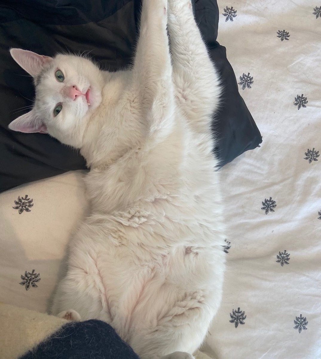 FleishmanTX's tweet photo. This could paw-ssibly be one of the best days of the year... Happy #NationalCatDay to a few of our favorite members of the FH Texas team! https://t.co/3DxJ3qD0sb
