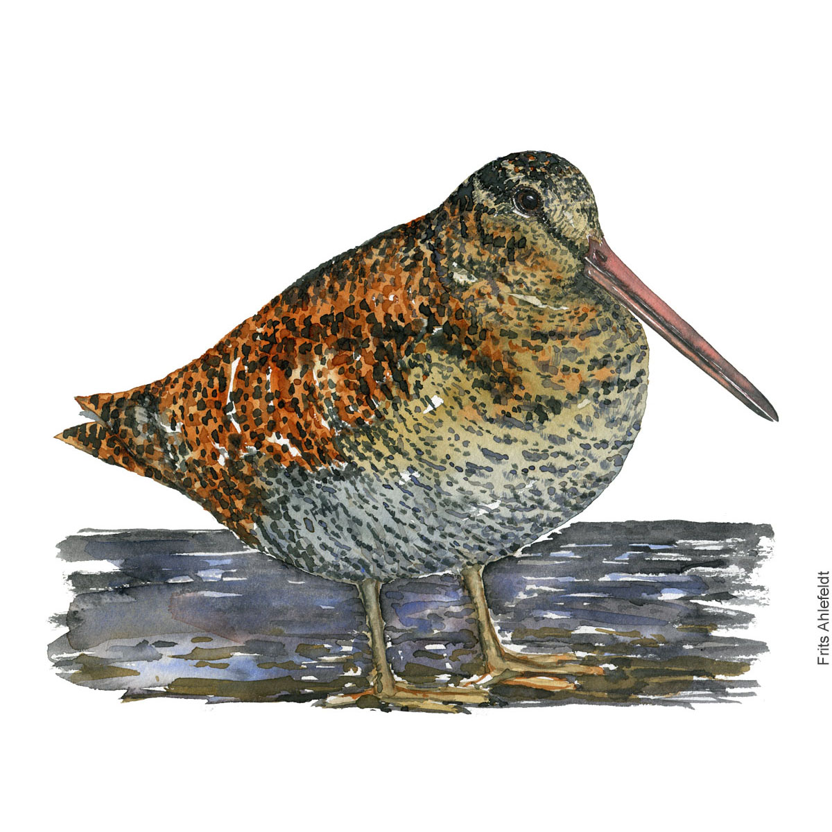 101biodiversity's tweet photo. Woodcock watercolor research sketch
#watercolor #woodcock #Watercolourpainting https://t.co/vNUL5jXpuh