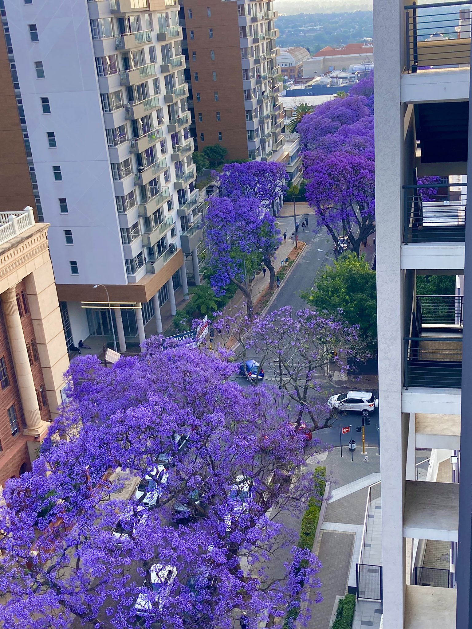 Carl Niehaus on Twitter: "I just love living in Rosebank, a far more South  African and cosmopolitan suburb than the snooty and pretentious  neighbouring Sandton. This time of the year with the
