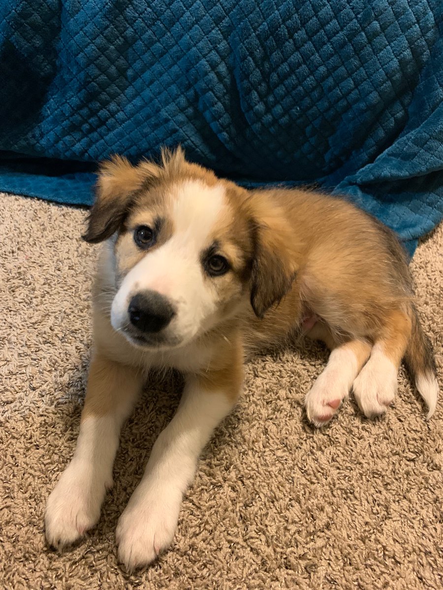 My boi Ember. Border Collie, 8wks.