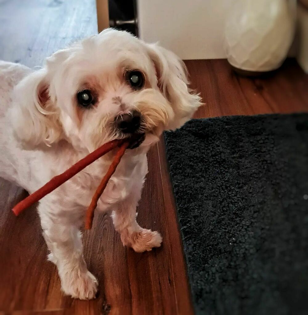 sliquer's tweet photo. Cuteness overload!!
#myprecious #mypet #adogcalledpanda #petforlife #petphotography #doglove #doglover #maltese #cutenessoverload https://t.co/onnRBwBc1M
