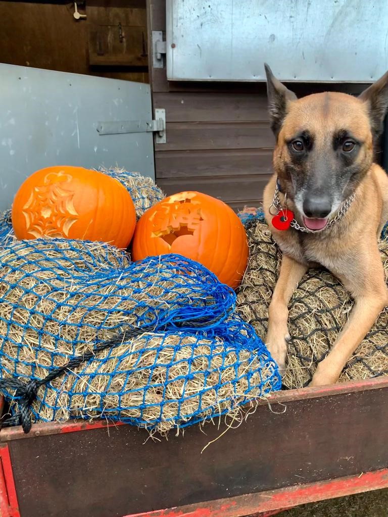 swpolice's tweet image. 🎃 Halloween is full of spook-tacular sights and fang-tastic festivities… but please remember that it’s #NotFunForEveryone.

Make sure you, and others, respect everyone – in particular those who may find this time of year worrying or upsetting.

🔗 south-wales.police.uk/police-forces/…  ^hs