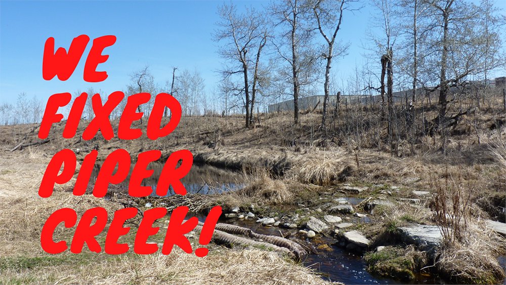 TUCanada1's tweet photo. We Fixed Piper Creek, a small central Alberta creek flowing through the Piper Creek Restoration Agriculture project site located in the city of Red Deer.  https://t.co/GYvtGHlbpO #conservationTUC #habitat #creek #fishhabitat #creek #Canadaswater #TUCanada https://t.co/AUSQeJm1iH