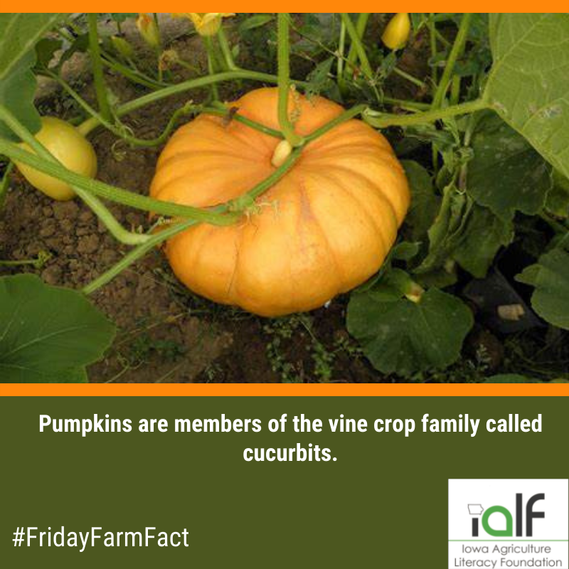 IowaAgLiteracy's tweet photo. #FridayFarmFact https://t.co/mlxY9Fkysl