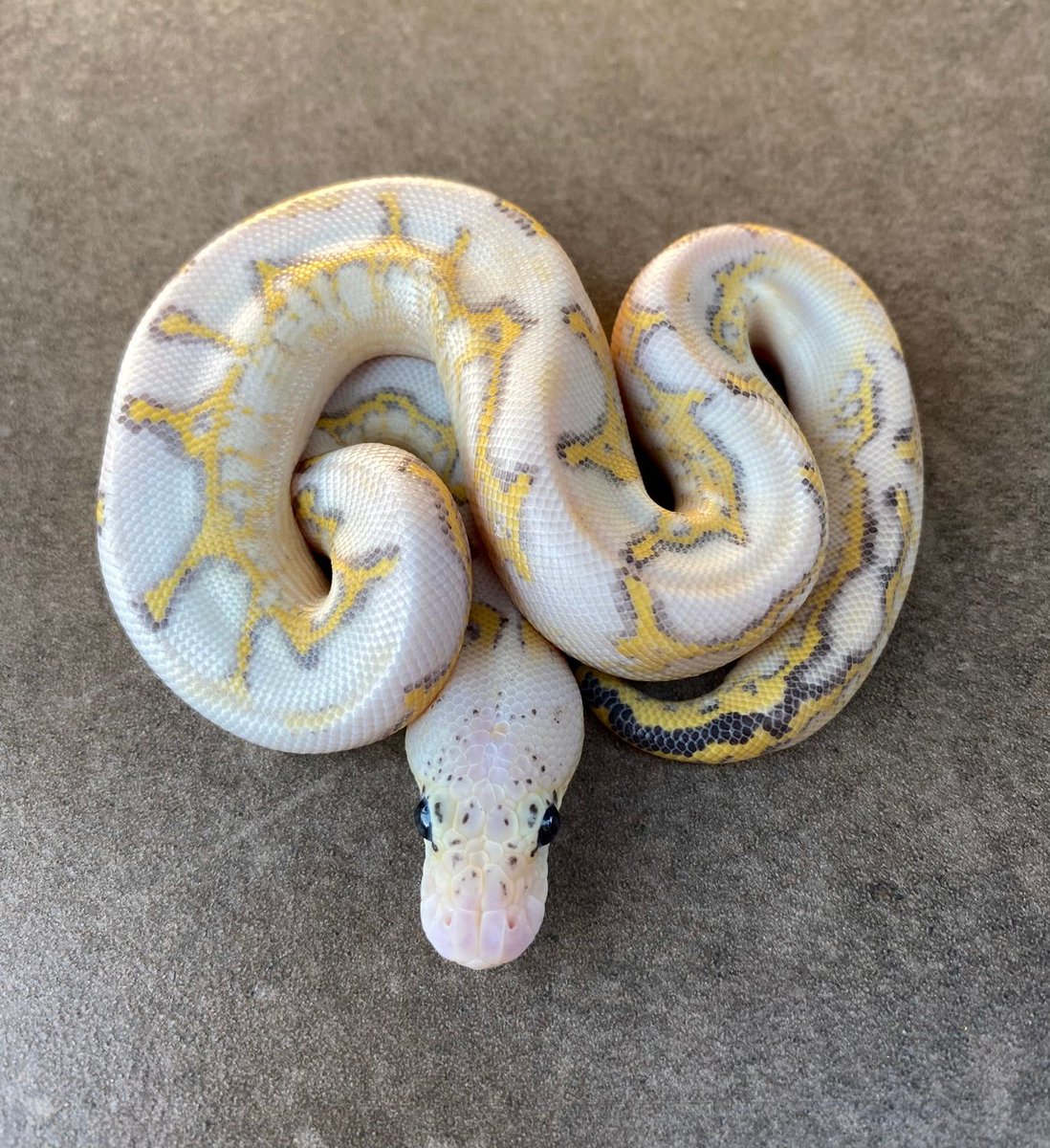 Pastel Highway Clown Ball Python by Goldenboy Reptiles https://buff.ly/3vVw...