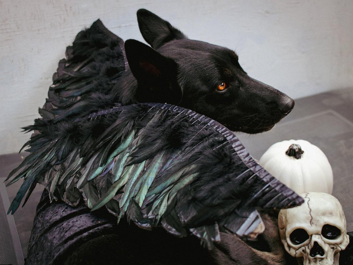 HappyHowiesInc's tweet photo. 🕸️ Congratulations to this year's #Halloween Dog Costume Photo Contest Winners! Every year we look forward to seeing all the creative, fun costumes — per usual, we weren't disappointed. Happy 'Howl'ween!🎃👻🕷️☠️ https://t.co/RSrBrHnYIk #howlween ⁣#hhcostume2021 #halloween2021 https://t.co/4m9nqZG4Xe