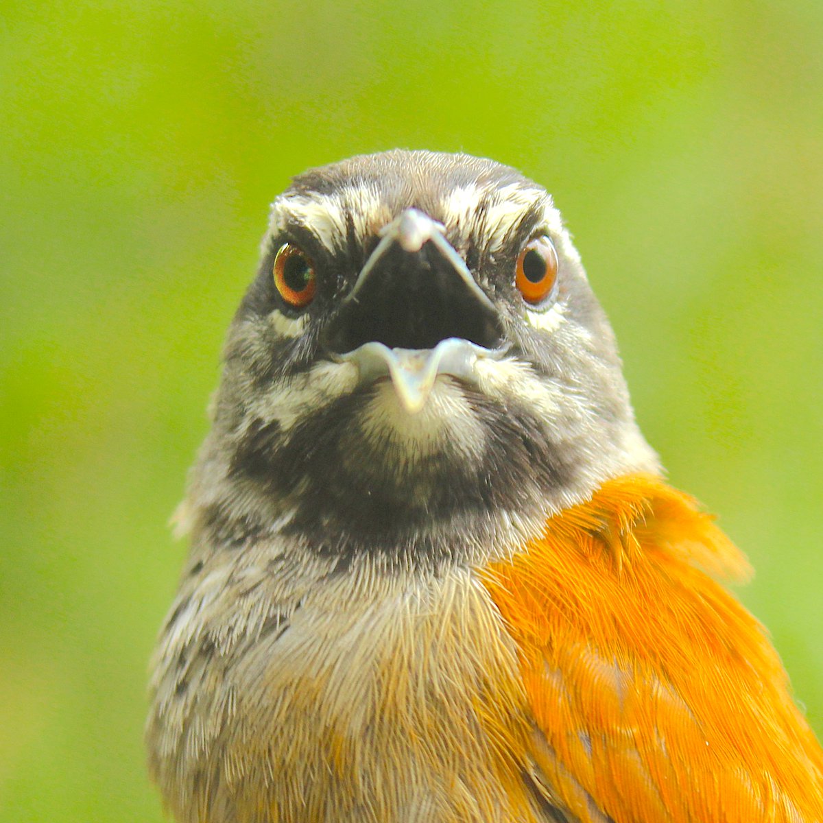 Eric S Fortune tweet media