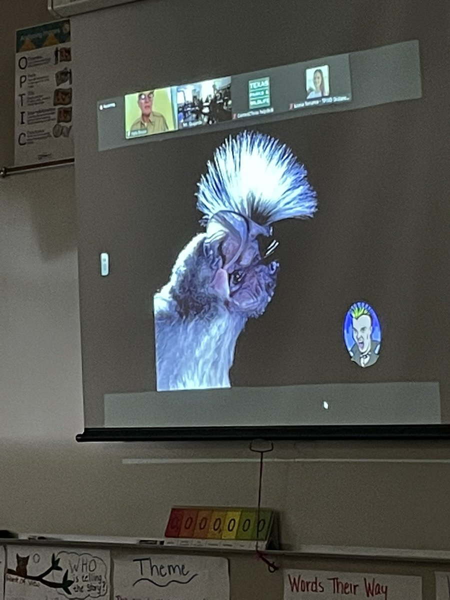 Asavsam's tweet photo. @NISDDriggers 4th grade is enjoying a virtual field trip from @ESCRegion11 about bats.  The kids loved learning about the unique characteristics, adaptations, and habitats of bats and the names they were given.  @NISDScience https://t.co/fpU2KTEshQ