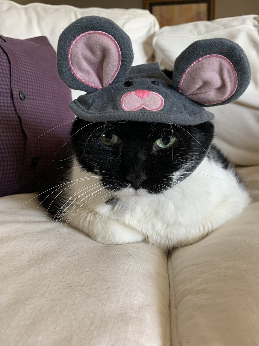 JessiAnnPrice's tweet photo. @AnimalPlanet Sophia as a giraffe and Giuseppe as a mouse. They briefly tolerated the costumes but refused to look at the camera https://t.co/AHnlspnp3t