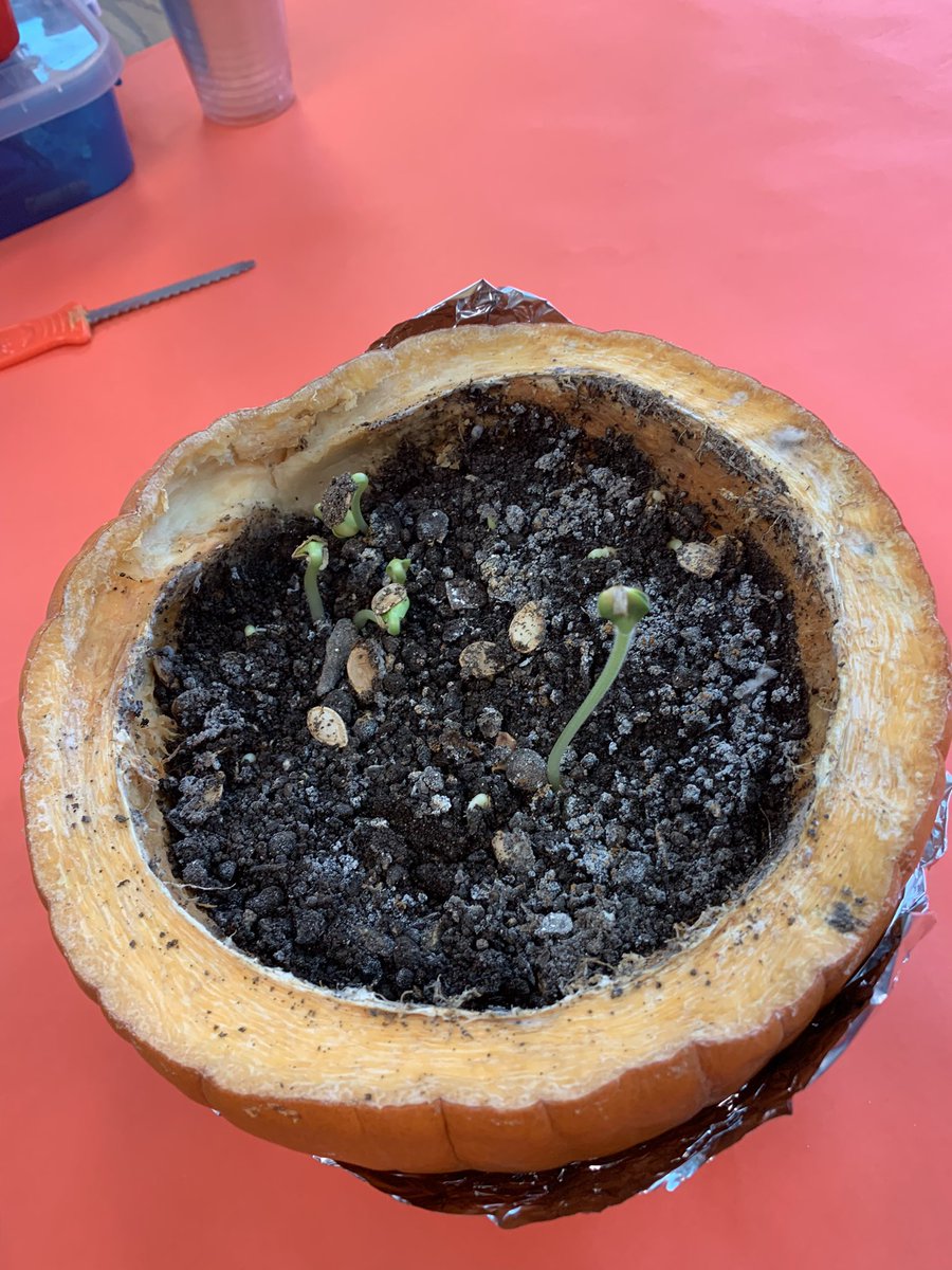 Ashleigh Strasser tweet media