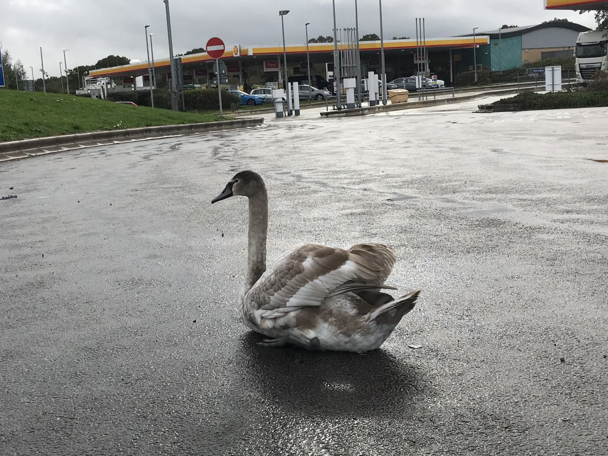 It’s soooo embarrassing when, as a majestic young swan, you do a fancy landing on a lake only to find out it’s actually a car park at Cobham services on the M25. Luckily ARO Chloe has taken me to the lovely people at Swan Support to recover my dignity 28. @RSPCAofficial