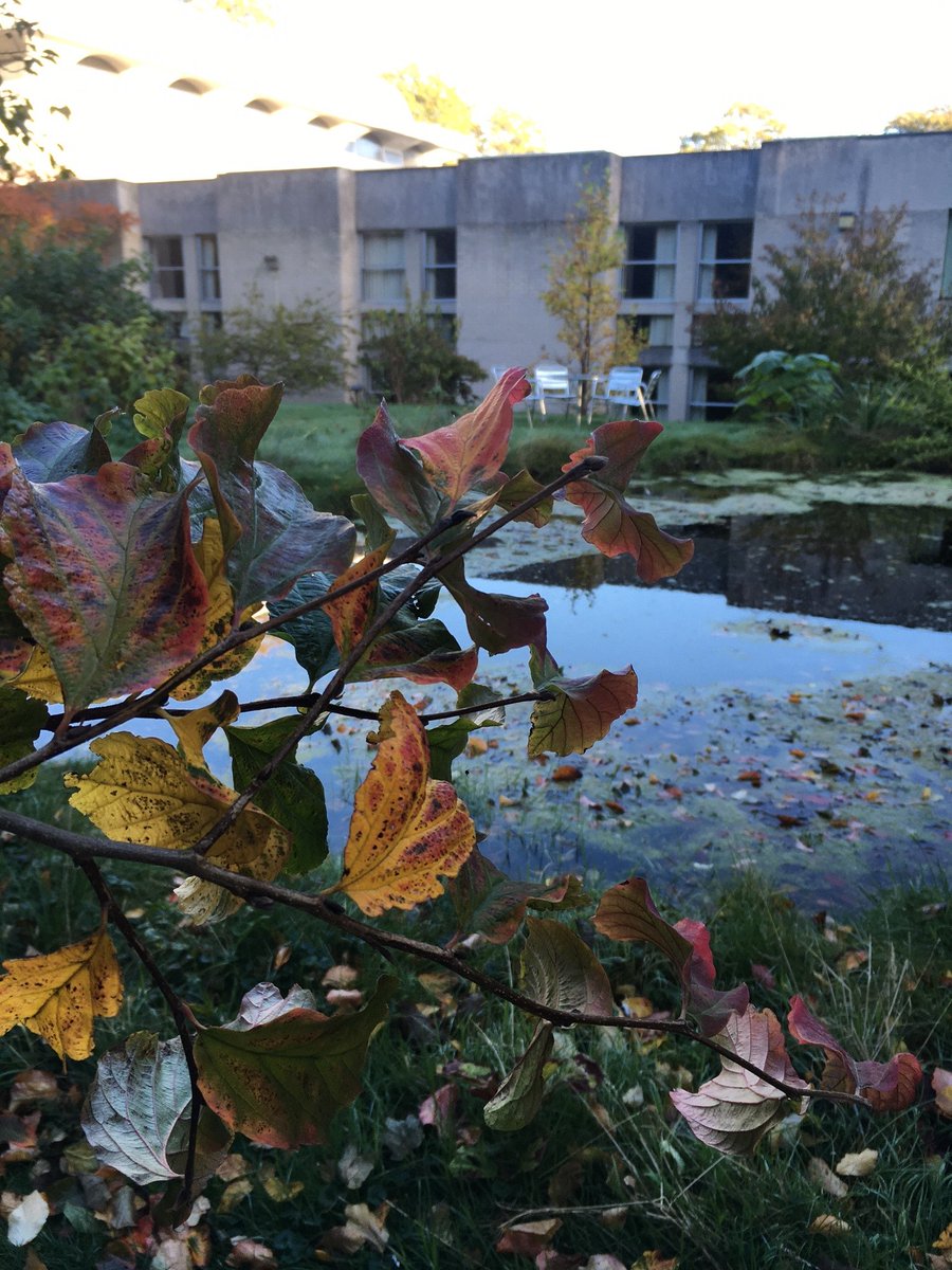 MECCambridge's tweet photo. Lovely autumn colours around College at the moment π π #DomeIsHome #Medwards https://t.co/lp6Xd6089f