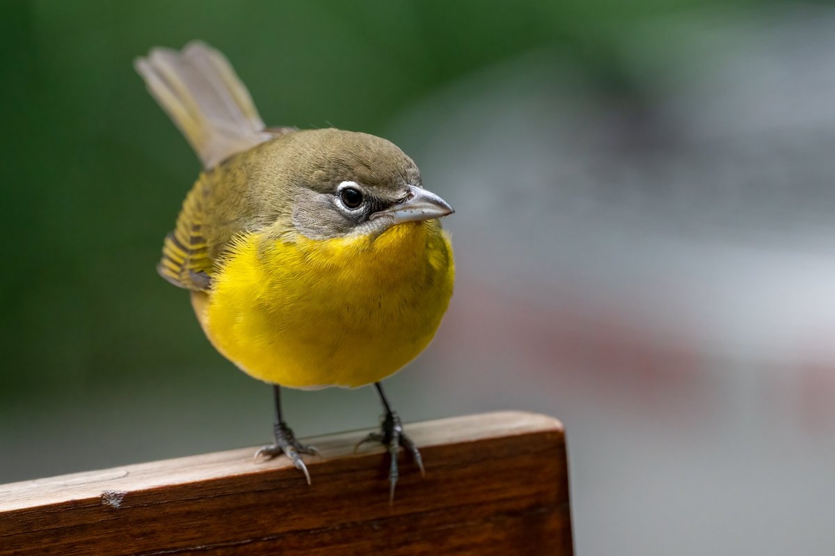 hub-bird tweet media