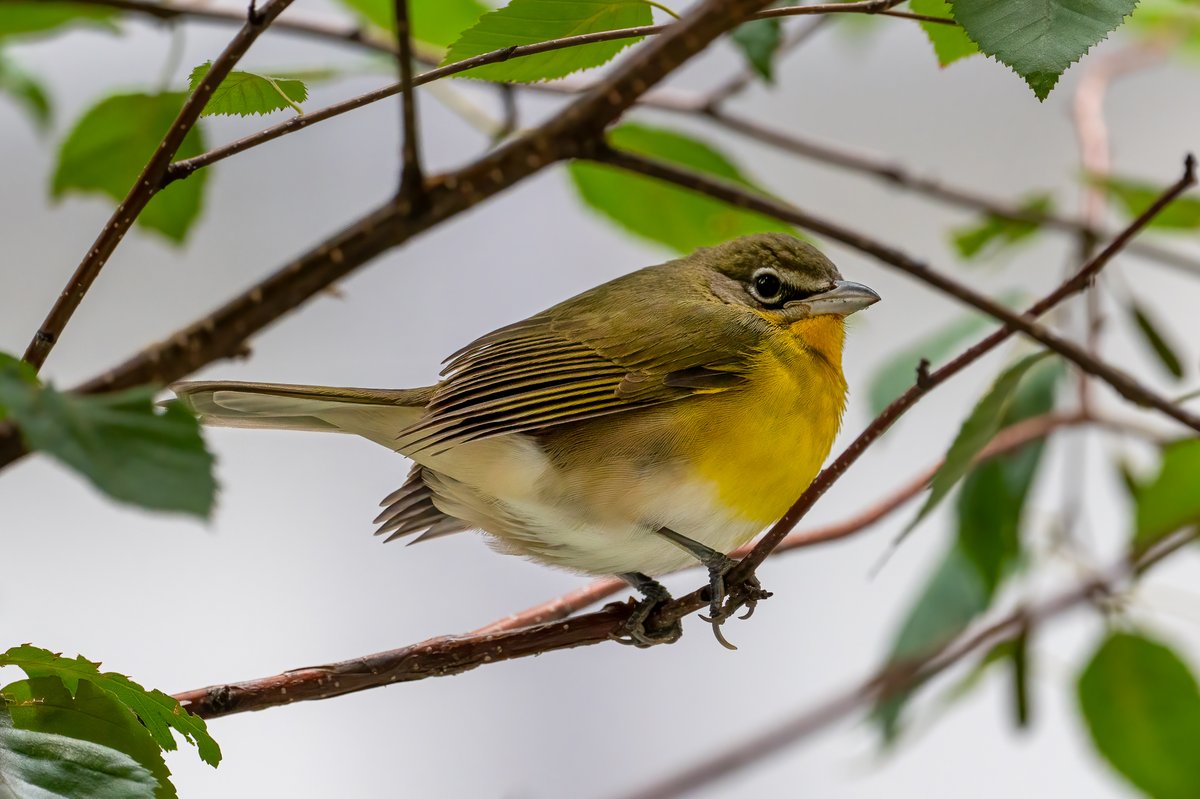 hub-bird tweet media