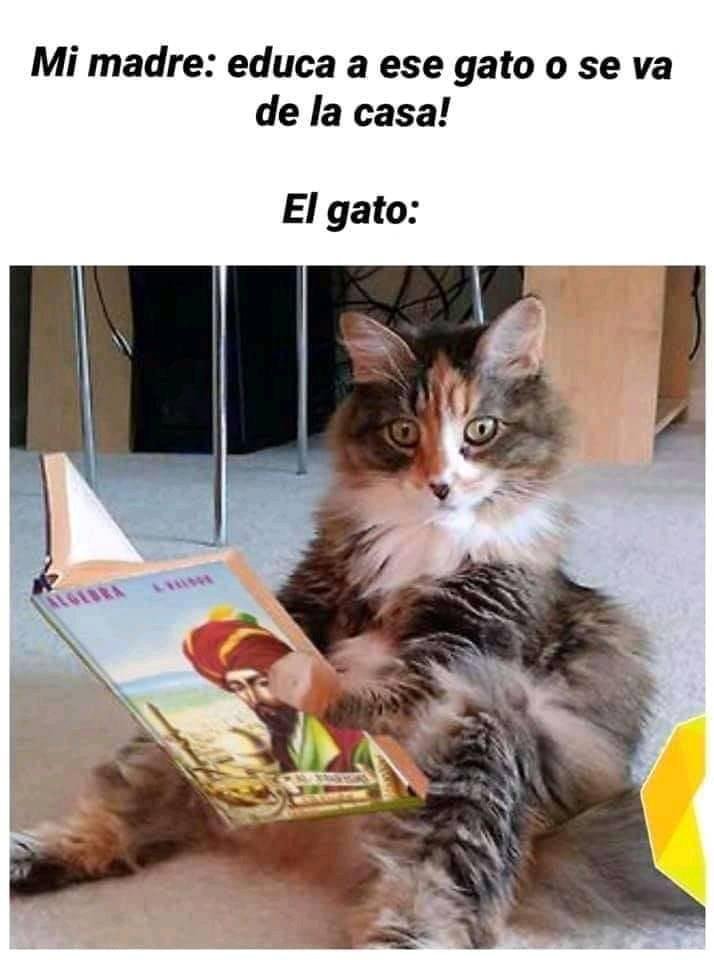 AilynHe48901302's tweet photo. Hasta los michis quieren saber sobre ciencia!! @Combi_ciencia #polaktuar @UNAM_FCPyS https://t.co/cx1EQujBPS