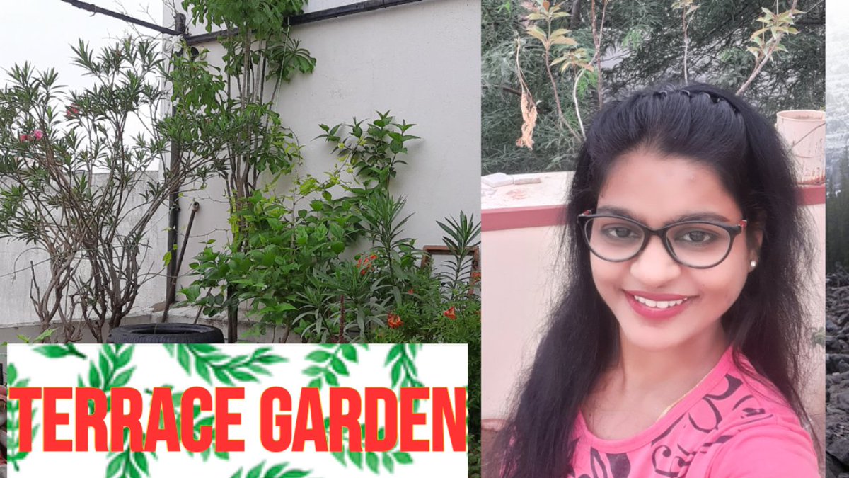 Check basic ideas for terrace gardening on youtube @ Rikkis Recipes