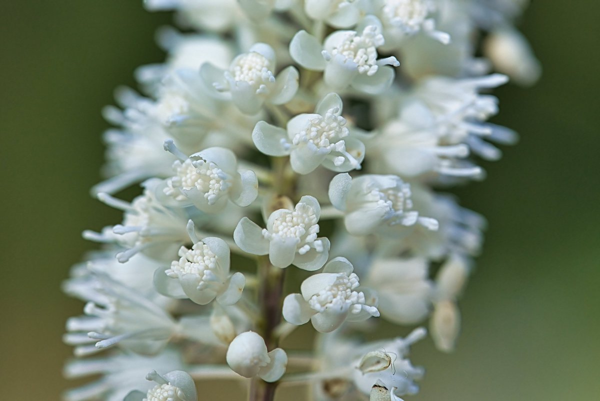 AstaPappataci's tweet photo. おやすみなさい😴
#サラシナショウマ
#bugbane
#單穗升麻
#Actaea_simplex https://t.co/eIdeaPlXtg