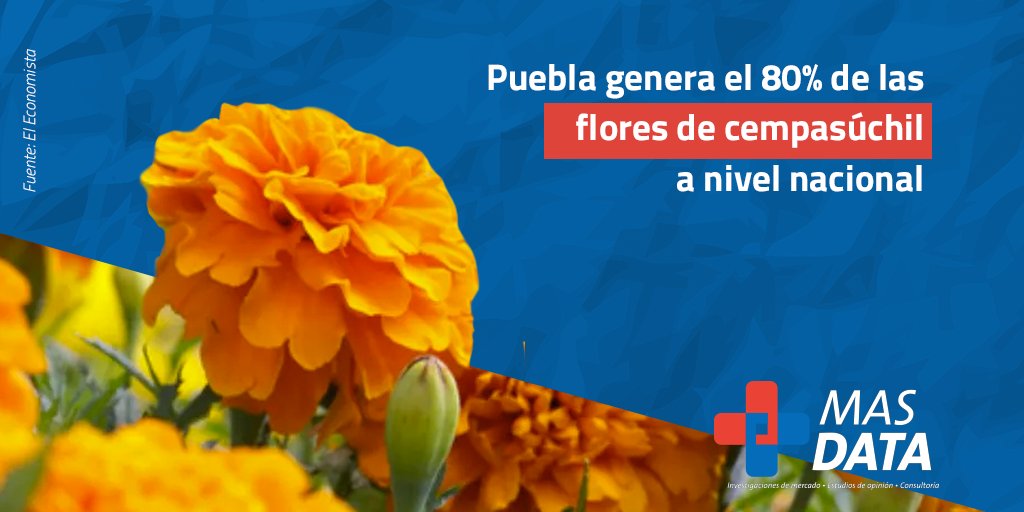 MasData2's tweet photo. #DatoMasdatero| En esta temporada de muertos nuestro estado lidera la producción de flores de cempasúchil https://t.co/aFEw0qam6n