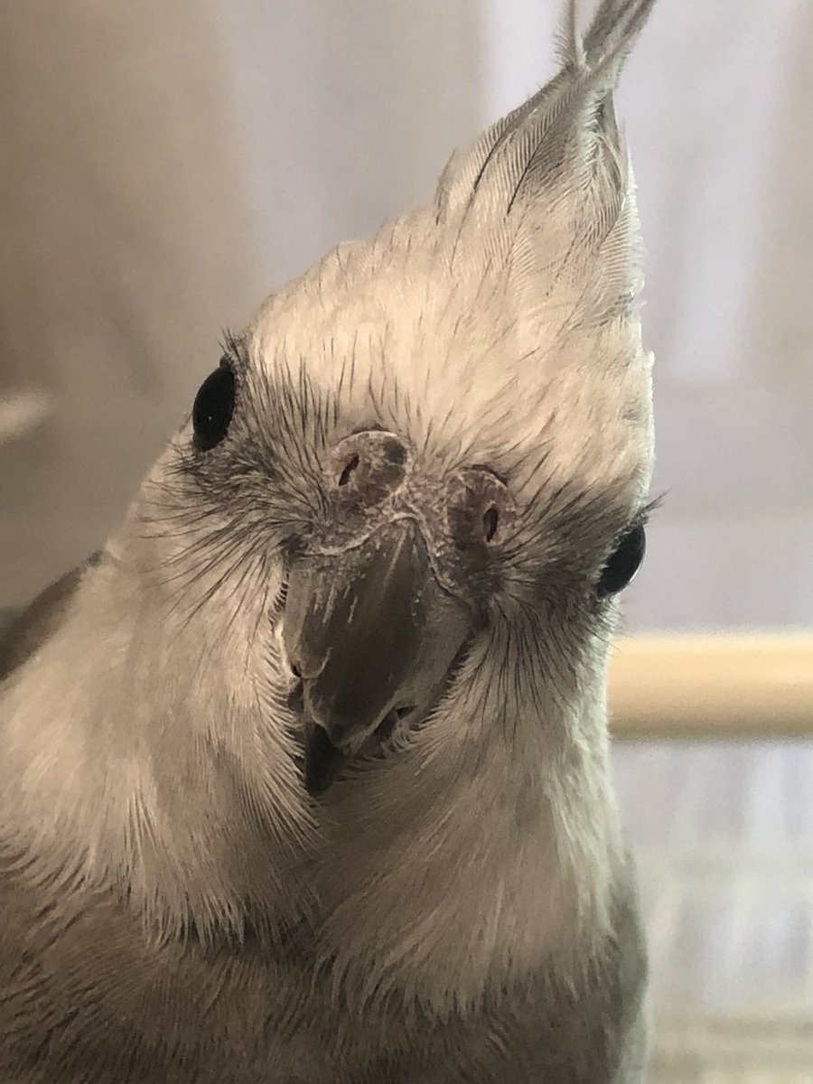 piragi0222's tweet photo. 白田さん元気です　

#迷子インコ　#保護鳥　#愛媛
#これを見た人は正面の画像を貼れ https://t.co/pPpger31HX