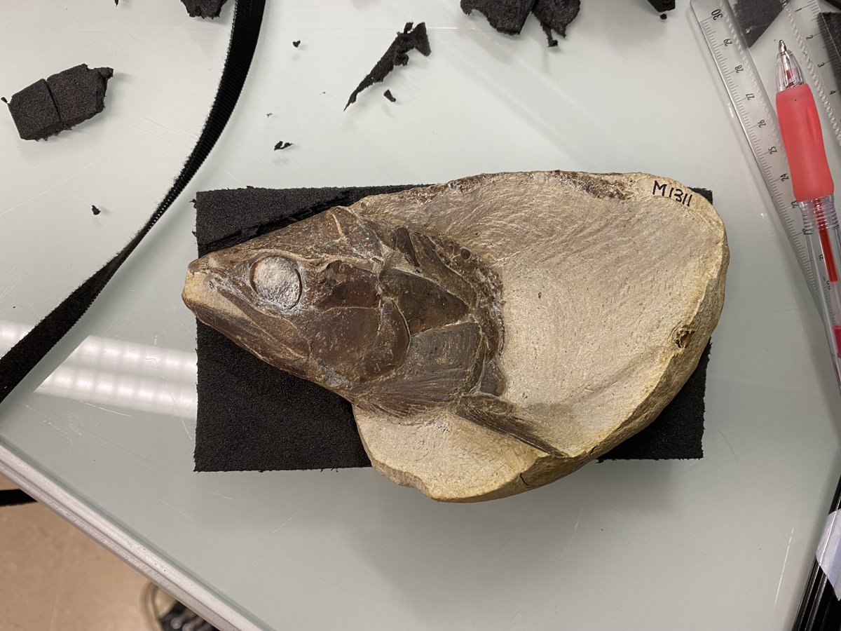 GilesPalaeoLab's tweet photo. A synchrotron explainer thread for #FossilFriday! 

This week I'm at the @esrfsynchrotron with @vinfernand  @NHM_FossilFish @Jake_Atterby and Zerina Johanson, working with @katpalaeo to reconstruct the internal anatomy of fossil fishes and better understand their evolution. https://t.co/U0l3Jn36kX