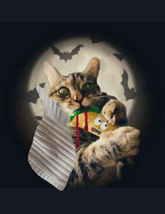 TowelyTowel's tweet photo. #HALLOWEEN tomorrow and it is #Caturday today!
๐๐๐๐๐๐๐๐
Sorry, a bit excited after @mel_cbe added me to this picture of @PickliciousF and @MrTtheTaco
I love them ๐ค๐ฆ๐ชฑ
#towelsoftwitter #tacosoftwitter #catsoftwitter https://t.co/2uRrhFUhVv