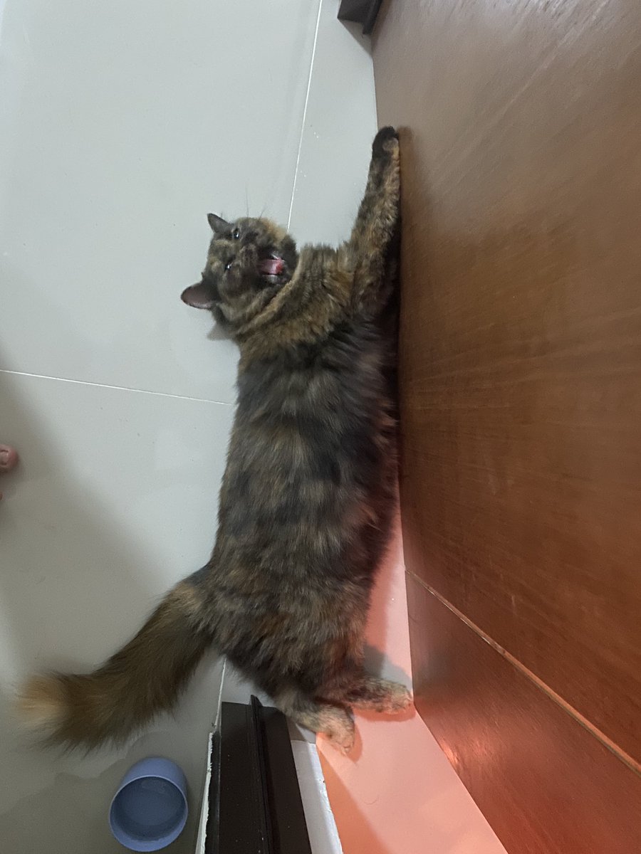 sitikomari's tweet photo. From this  ➡️ to this 

She’s grown so much, walau sebenarnya 80% krn bulu yg lebat wkwk😝
Pertumbuhan laen kek gitu gitu aje perasaan. Ga nambah tinggi, ga nambah gede gitu kek kucing lain 🤣🤣
Alhamdulillah sih sehat dan ga kegendutan https://t.co/KstEkAfbnJ