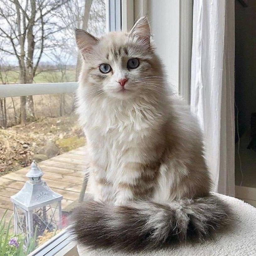 first_cats's tweet photo. I am a digital marketer, social media  my service,,, 
Tweeter marketing
Facebook marketing 
Facebook page 
Facebook group 
Instagram marketing
LinkedIn marketing 
LinkedIn page
LinkedIn group

#canada #UFCVegas41 #FanPage #cat #love #al #HowtoPerfect #affiliate #USA https://t.co/kAkASRMVQL