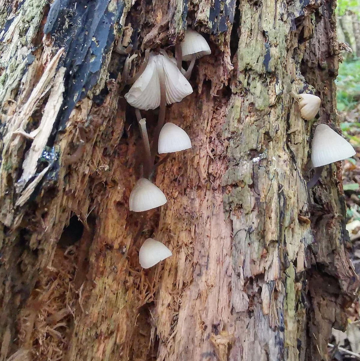 Don't you just love fungi