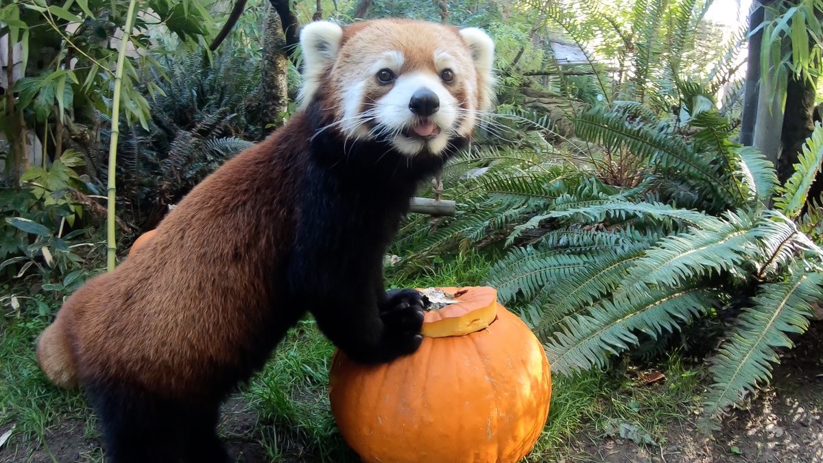 Oregon Zoo (@oregonzoo) on Twitter photo 