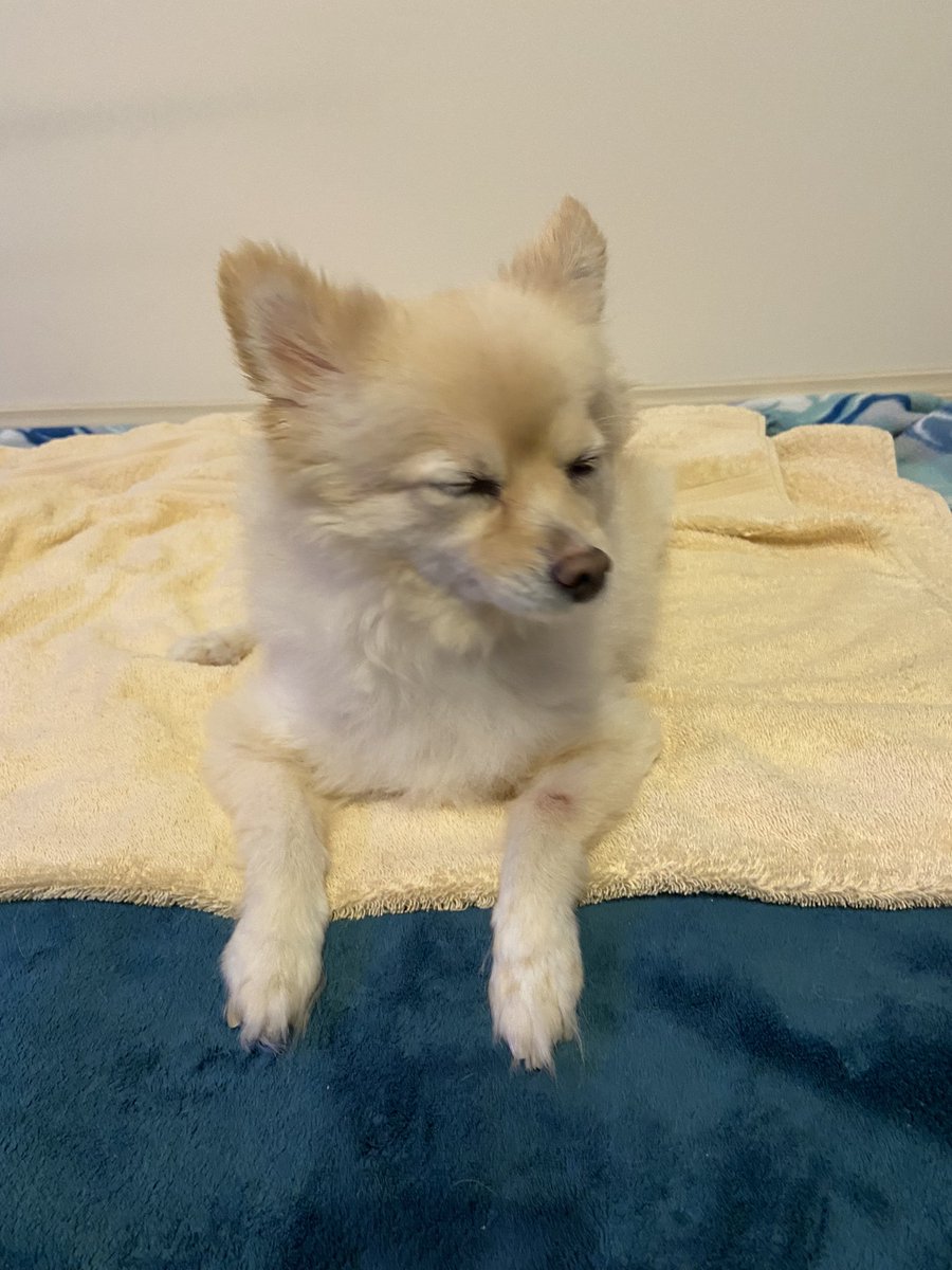 Ellie12_fml's tweet photo. @JackRussellBro2 @karolinde73 @Milo_H_MinPin @LuluRoberts1 @corganddox1215 @paddyscousedog @LolaWigglebutt @carrotfiles @SoCal_Andie @tedtheeterrier *Stutters*
I…I…I just…just don’t know wat to say.
*Stares down at floor*
I’m wounded to my very core that yoo cud think dat of me.
Wounded, I tell you!
*Peeks at Jack with one eye to see if he’s buying any of this*
*Pretends to dab eyes with paw*
#ClairesCaff
#ChefJRT https://t.co/2ARNGkscLk