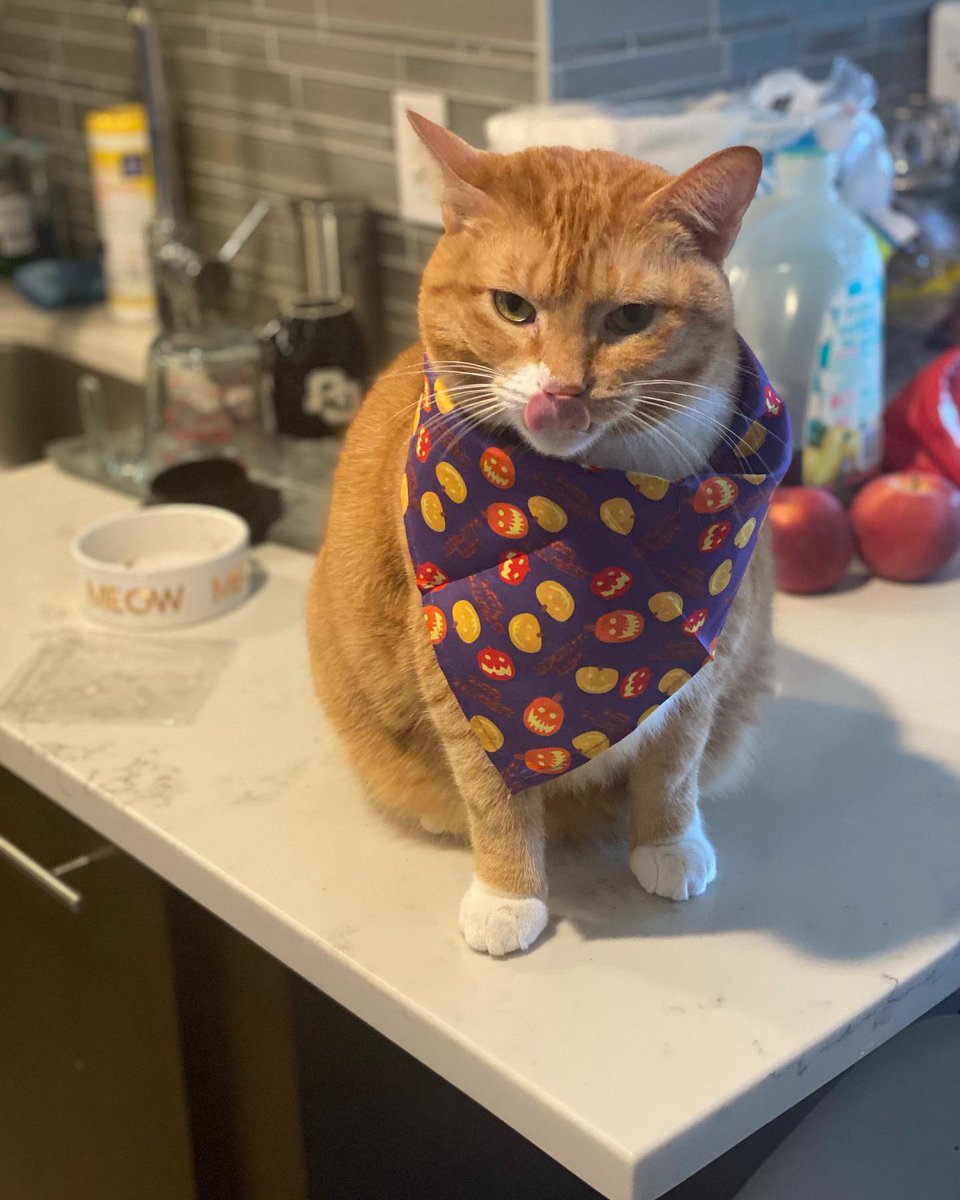 Mary Elizabeth Calabrese, DO, MPH (@mcalabresedomph) on Twitter photo Someone is undecided about his pumpkin bandana <a href="/MarcAnthony_Rod/">Marc Anthony Rodriguez, MD, MBA</a> #orangecat #halloween2021 #halloweencostume2021 #Pediatrics Someone is undecided about his pumpkin bandana <a href="/MarcAnthony_Rod/">Marc Anthony Rodriguez, MD, MBA</a> #orangecat #halloween2021 #halloweencostume2021 #Pediatrics