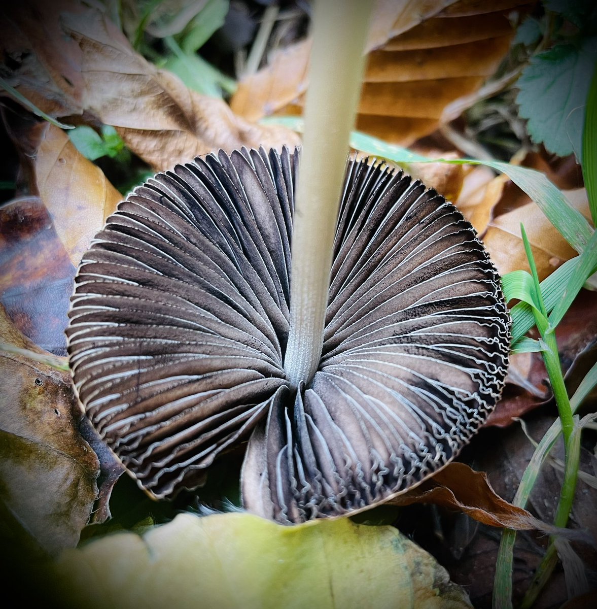 artypartyco's tweet photo. #FungiFriday you can almost feel it just by seeing it! #mushrooms #Derbyshire #outsoors #nature #NaturePhotography https://t.co/Uzgp3yLyhD