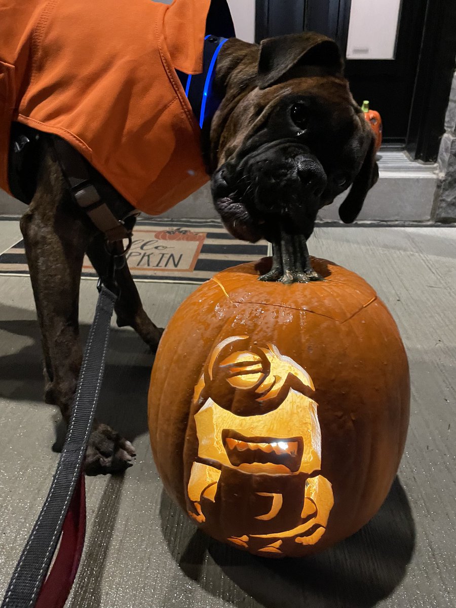 Chico likes pumpkins! 🧡