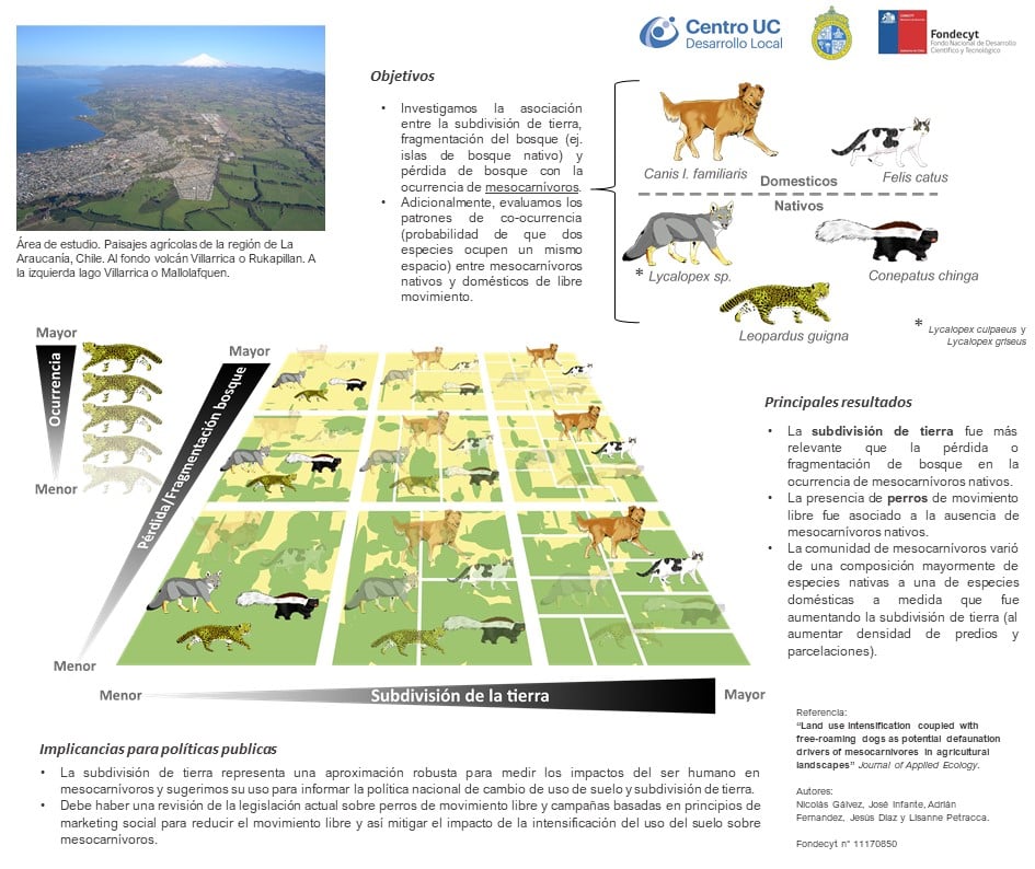 Investigación del @cedelUC plantea el impacto de las #subdivisiones de #suelorural en los mesocarnívoros 🦊en #LaAraucanía
Conclusiones alarmantes: "La #parcelación de #prediosagrícolas podría provocar una defaunación de mesocarnívoros". (1/2)