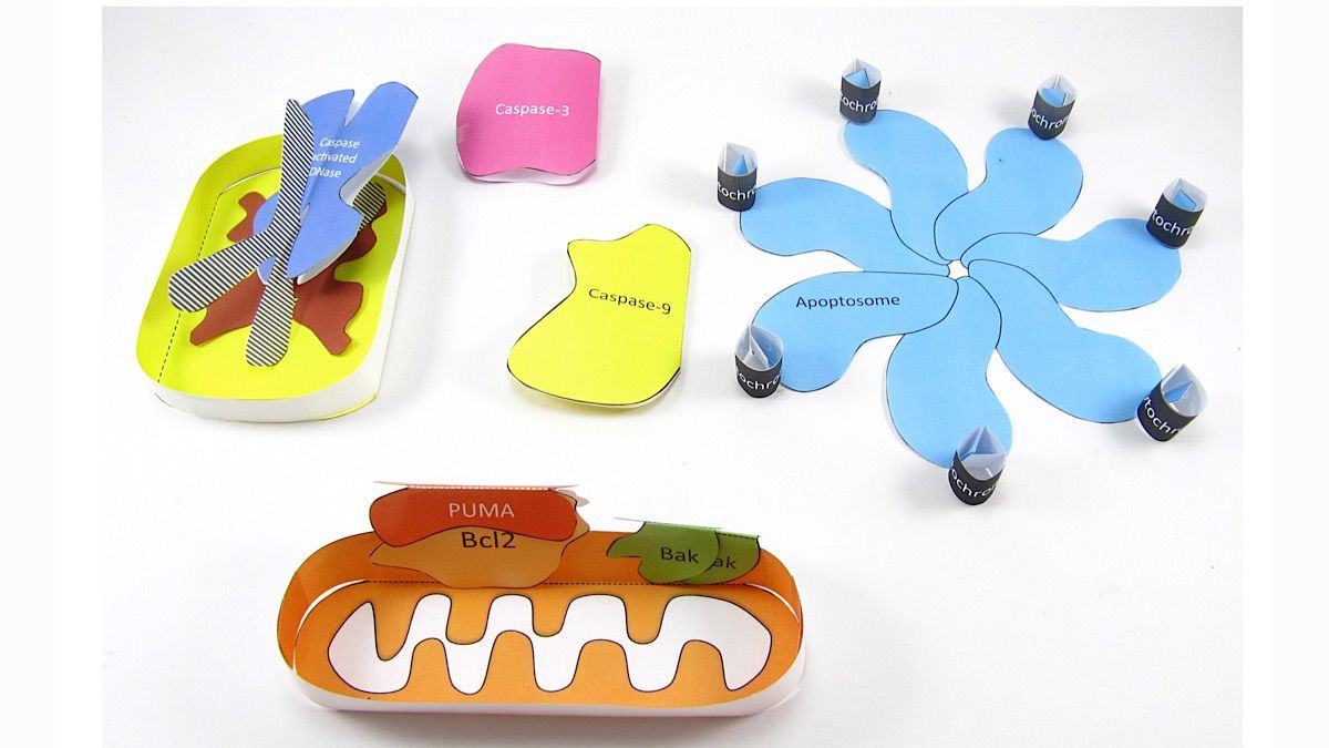OrigamiCells's tweet image. Looking for #halloween related science topics? How about our paper model of #apoptosis... that&apos;s pretty spooky, right? 🎃☠️👻
bit.ly/2QENVCg

#programmedcelldeath #apbiology #ibbiology #alevelbiology #higherbiology