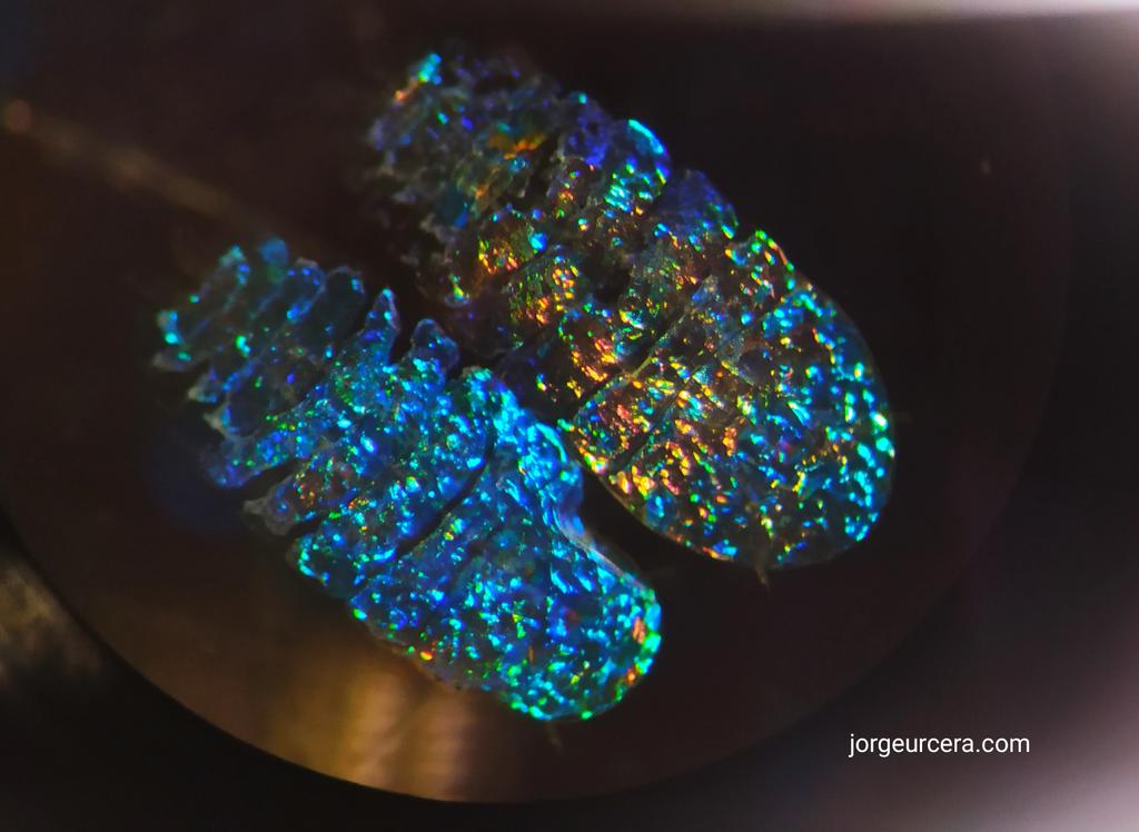 JorgeUrcera's tweet photo. Copepods of the genus Sapphirina can change colour instantly thanks to the hexagonal guanine crystals located in their cytoplasm. By varying the distance between crystals they can even become invisible. #Zooplankton #Copepods #Ecosuma https://t.co/HAJgwnJh39