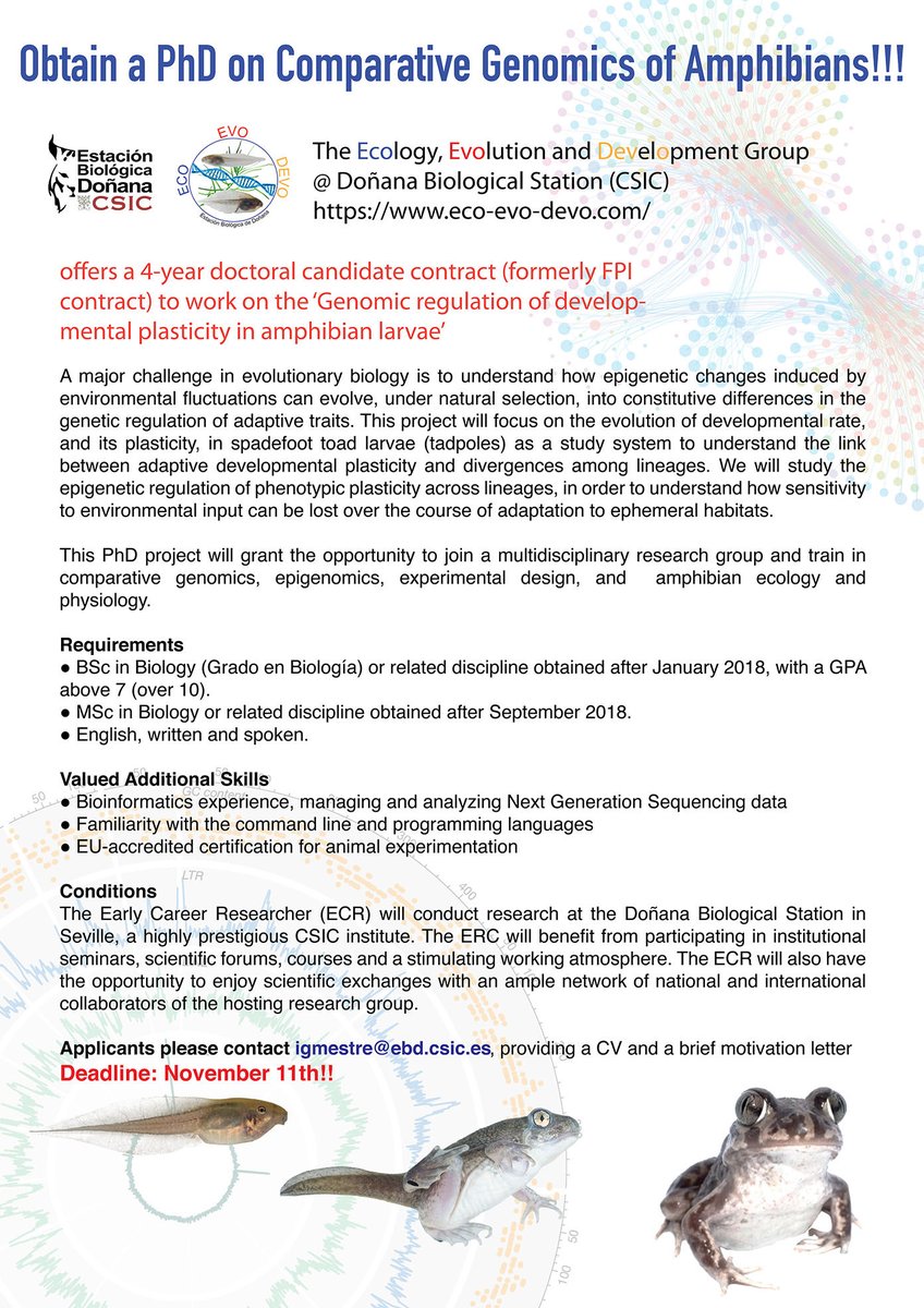 Ivan Gomez-Mestre (@igomezmestre) on Twitter photo We’re happy to offer a 4 yr contract to obtain a PhD on comparative genomics of amphibians in our EcoEvoDevo group at <a href="/ebdonana/">Estación Biológica de Doñana - CSIC</a>. Application deadline: Nov 11th!! We’re happy to offer a 4 yr contract to obtain a PhD on comparative genomics of amphibians in our EcoEvoDevo group at <a href="/ebdonana/">Estación Biológica de Doñana - CSIC</a>. Application deadline: Nov 11th!!