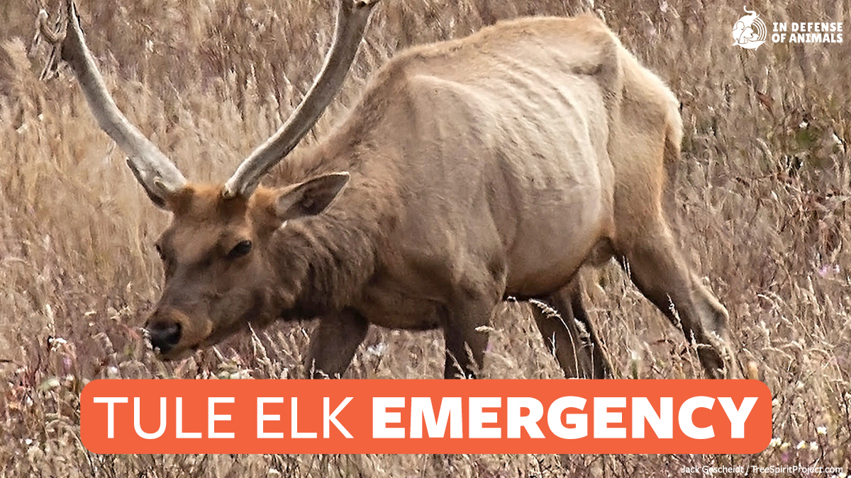 IDAUSA's tweet image. #TuleElk at #PointReyesNationalSeashore are dying, and need your help! 406 Tule elk have died in just 10 years of #NationalParkService mismanagement. Donate to help us save the Tule Elk!
Take action: bit.ly/3mwgHot
Photo credit: Jack Gescheidt, TreeSpiritProject.com