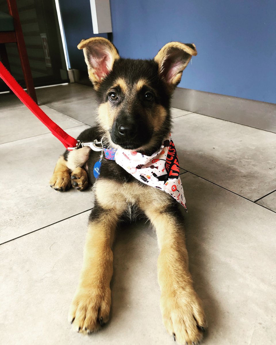 2ndStreetVet's tweet photo. No trick, All treat with this gentleman.
Nico is all set for Halloween! 🎃🐾

#Fridayfavorite #dogsofphilly https://t.co/X6ZOKihZnz