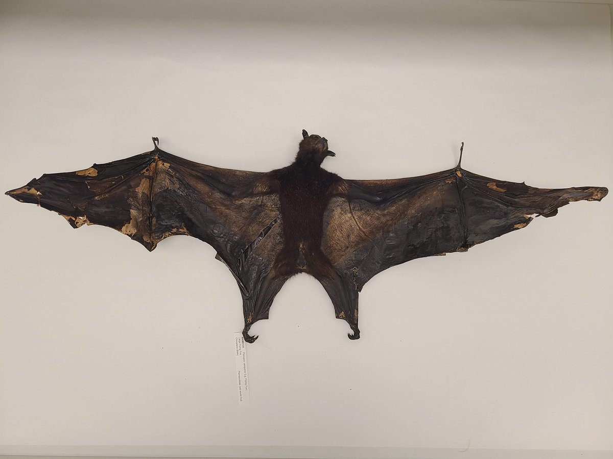 delmnh's tweet photo. Your image is batacular! From our own scientific collection: Large Flying Fox (Pteropus vampyrus) #museumtrickortreat #museumtrickortweet #fromthecollections #DMNHtoDelMNS https://t.co/3L7pH1uCZD