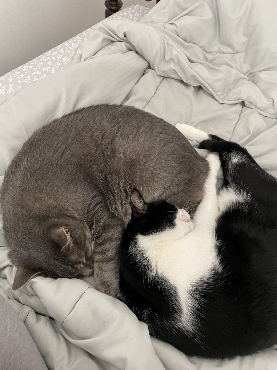 livingtoimprove's tweet photo. @Chewy https://t.co/g7lSobjqOV