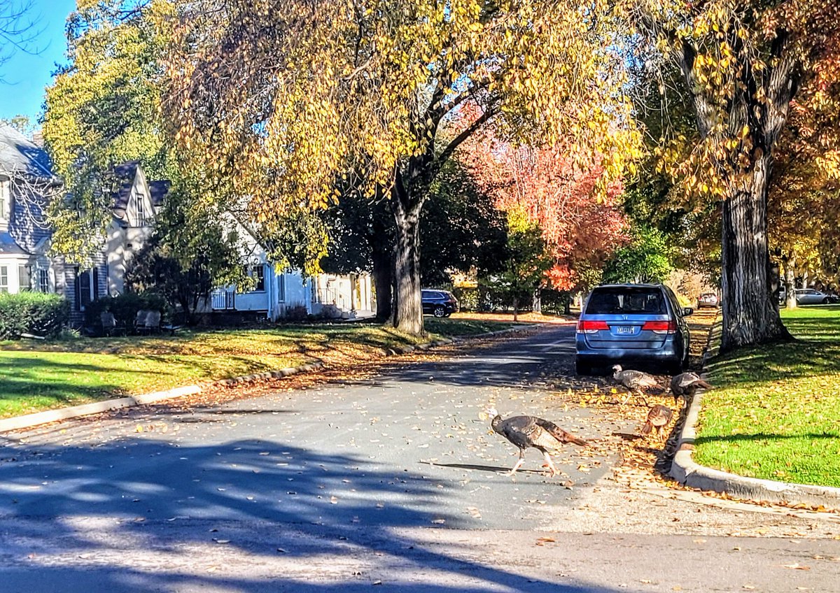 Why did the turkey cross the road?