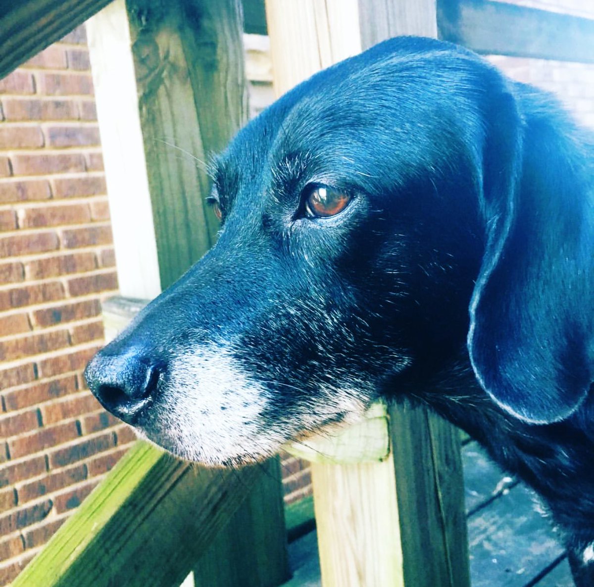 BourbonFrenzy's tweet photo. Watching old HIMYM episodes make me sad sometimes because I miss my old black dog. #RIPTheBarnacle #SluttyPumpkin https://t.co/g8AcouTgAa