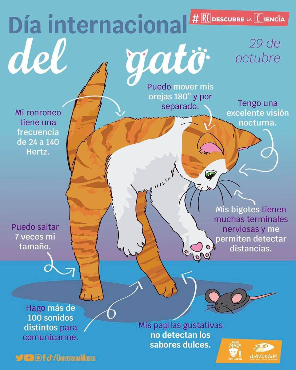 UniversumMuseo's tweet photo. #UnDíaComoHoy se celebra el Día Internacional del #Gato ^ↀᴥↀ^ 

¡Muéstranos a tus michis! 😼 📸

#RedescubreLaCiencia https://t.co/WR1ewtVg8Q