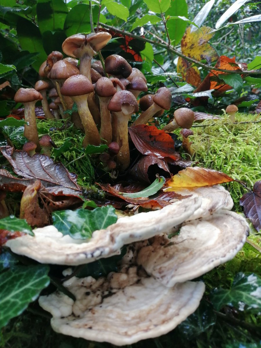 Cott5J's tweet photo. Love spending time in my local woodland 🍄🌳🎃#NoticeTheLittleThings #FungiFriday #WaxCapsOfWales #Pembrokeshire https://t.co/KsQIt5aChj
