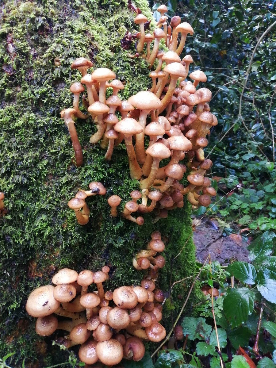 Cott5J's tweet photo. Love spending time in my local woodland 🍄🌳🎃#NoticeTheLittleThings #FungiFriday #WaxCapsOfWales #Pembrokeshire https://t.co/KsQIt5aChj