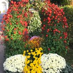 Dans la lumière dorée d'un bel après-midi d'automne, l'allée centrale du #cimetière de #Fribourg accueille les visiteurs avec les belles décorations florales auxquelles les jardiniers de la ville apportent toujours grand soin à l'approche de la Toussaint. 